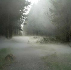 a foggy forest filled with lots of trees