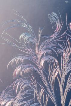 an image of some plants that are in the water with ice crystals on it's stems