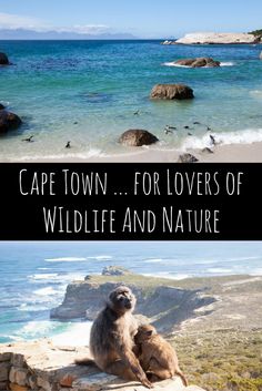 two pictures with the words cape town for lovers of wildlife and nature