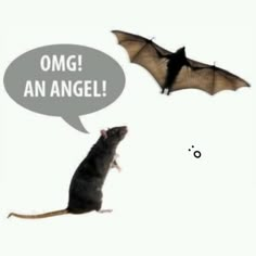 a bat flying next to a mouse with an empty speech bubble above it that says omg an angel