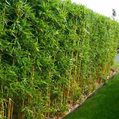 a row of green bamboo trees next to a road and grassy area in front of it