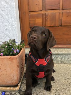 a brown dog wearing a red harness sitting in front of a potted planter