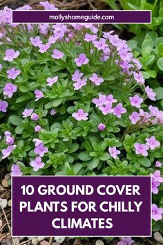 purple flowers growing in the ground with text overlay that reads, 10 ground cover plants for chilly climates