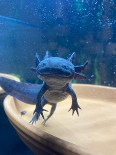 a small lizard sitting on top of a wooden bowl in front of a glass window