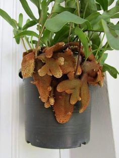 a potted plant with green leaves hanging from it's side on a wall