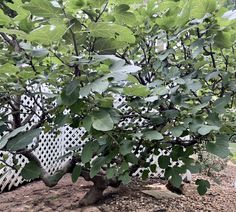 an apple tree with lots of green leaves in the middle of a yard, next to a pergolated fence