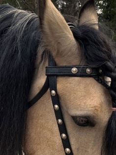 a close up of a horse wearing a bridle