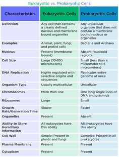 the differences between eukartic and prokartic cells in each other's life cycles