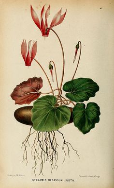 an antique illustration of flowers and leaves with roots