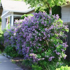 purple flowers are blooming along the side of a house in front of a fence