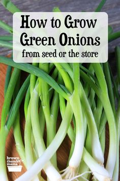 how to grow green onions from seed or the store