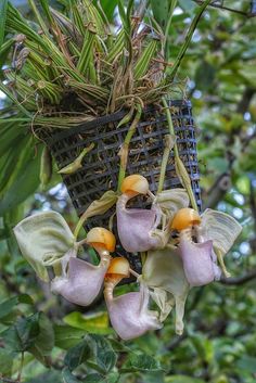 some pink flowers hanging from a tree branch