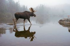 a moose walking across a body of water on a foggy day with trees in the background