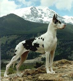 a black and white dog standing on top of a rocky hill with mountains in the background