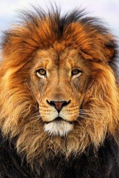 a close up of a lion's face with an intense look on its face