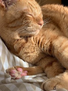 an orange cat sleeping on top of a bed