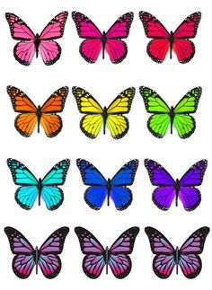 many different colored butterflies are shown in this image, one is purple and the other is pink