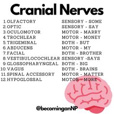 the brain is labeled in several different languages, including words and numbers to describe it