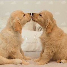 two puppies are kissing each other while sitting on the floor in front of pillows