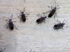 four black bugs sitting on top of a wooden table next to each other with orange markings