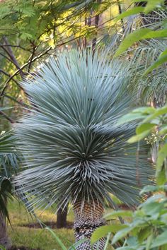 a large blue plant sitting in the middle of a forest