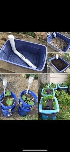 several pictures of different types of plants in blue plastic containers with water hoses attached to them