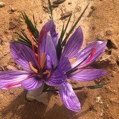 a purple flower in a white vase on the ground