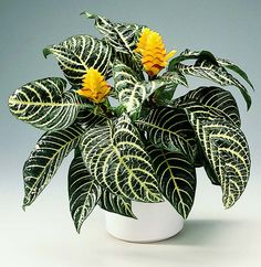 a potted plant with yellow flowers and green leaves on a white table top, against a gray background