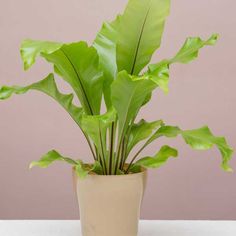 a potted plant sitting on top of a white table next to a gray wall