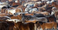 a large herd of brown and white horses