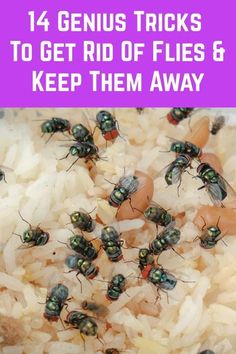 Learn the best ways to get rid of gnats in the kitchen with simple solutions using everyday items. Kill kitchen gnats fast with a vinegar trap or pour bleach down the kitchen sink to control gnats in your house. #gnats #gnatsinkitchen #kitchen Homemade Wasp Repellent, Bee Catcher Diy Wasp Traps, How To Get Rid Of Hornets Outside, Wasp Traps Diy How To Make, Wasps Repellent How To Get Rid, Repel Wasps And Hornets, How To Deter Bees And Wasps, Wasp Repellent Diy, Bee Repellent Diy