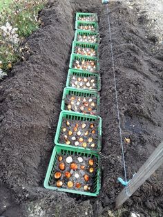 several crates filled with oranges sitting in the dirt