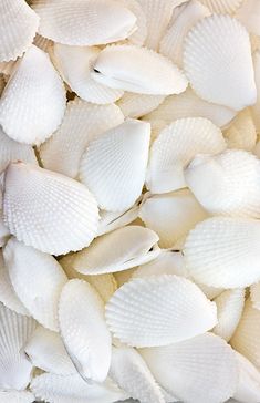 white sea shells are piled on top of each other