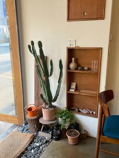 there is a cactus in the corner of this room with other plants and rocks on the floor