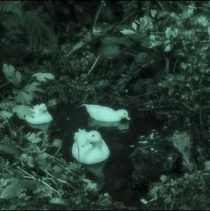 three white ducks floating on top of a river next to plants and rocks in the woods