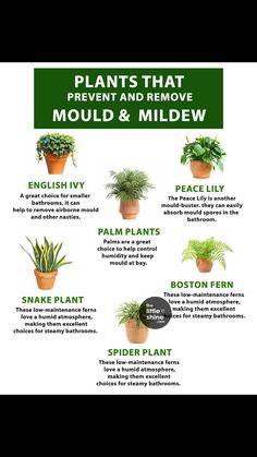 plants that prevent and remove mould & mildew from the inside out, with instructions on how to use them