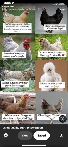 an iphone screen showing different types of chickens