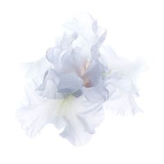 a white flower on a white background with no image in the top right hand corner