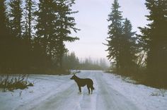 a black dog standing in the middle of a snow covered road next to some trees