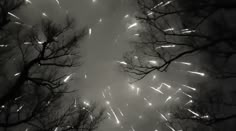 black and white photograph of fireworks in the night sky with trees silhouetted against it