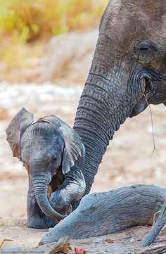 an adult elephant standing next to a baby elephant