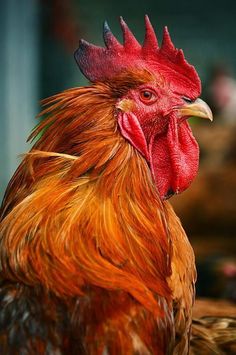 a close up of a rooster with red feathers and orange combs on it's head