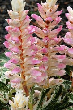 some pink and white flowers in the grass