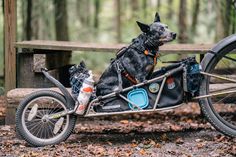 a dog sitting on the back of a motorcycle