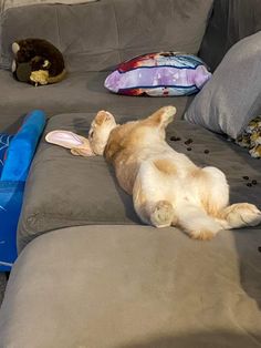 a dog laying on it's back on top of a couch next to pillows