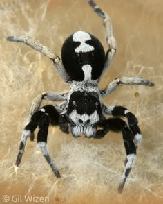 a black and white spider sitting on the ground