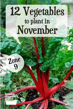 some vegetables that are growing in the ground with text overlay reading 12 vegetables to plant in november zone 9