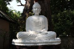 a white buddha statue sitting in front of a tree