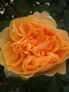 a yellow rose with green leaves in the background