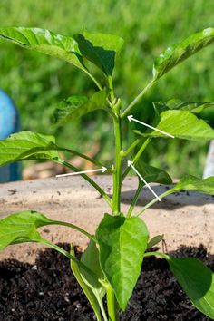 a close up of a plant growing out of the ground with green grass in the background